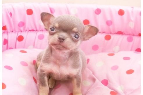 成約済の大阪府のチワワ-10731の3枚目